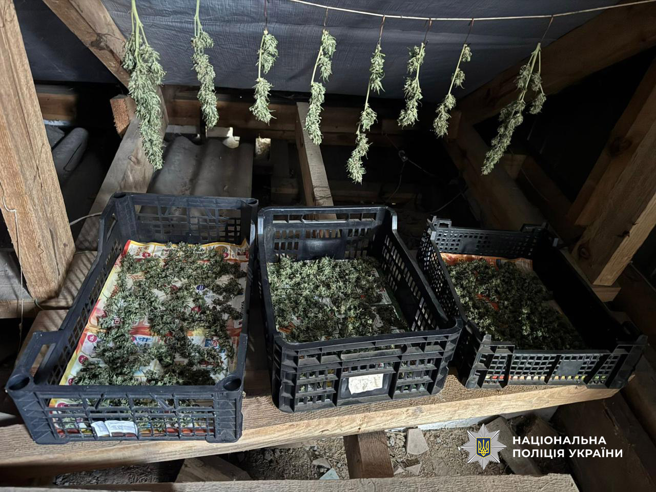 В Ізмаїлі чоловік у власному будинку виготовив понад півкілограма канабісу