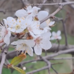 Через кліматичні зміни в Бессарабії розцвітає марабелька