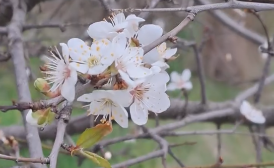 Через кліматичні зміни в Бессарабії розцвітає марабелька