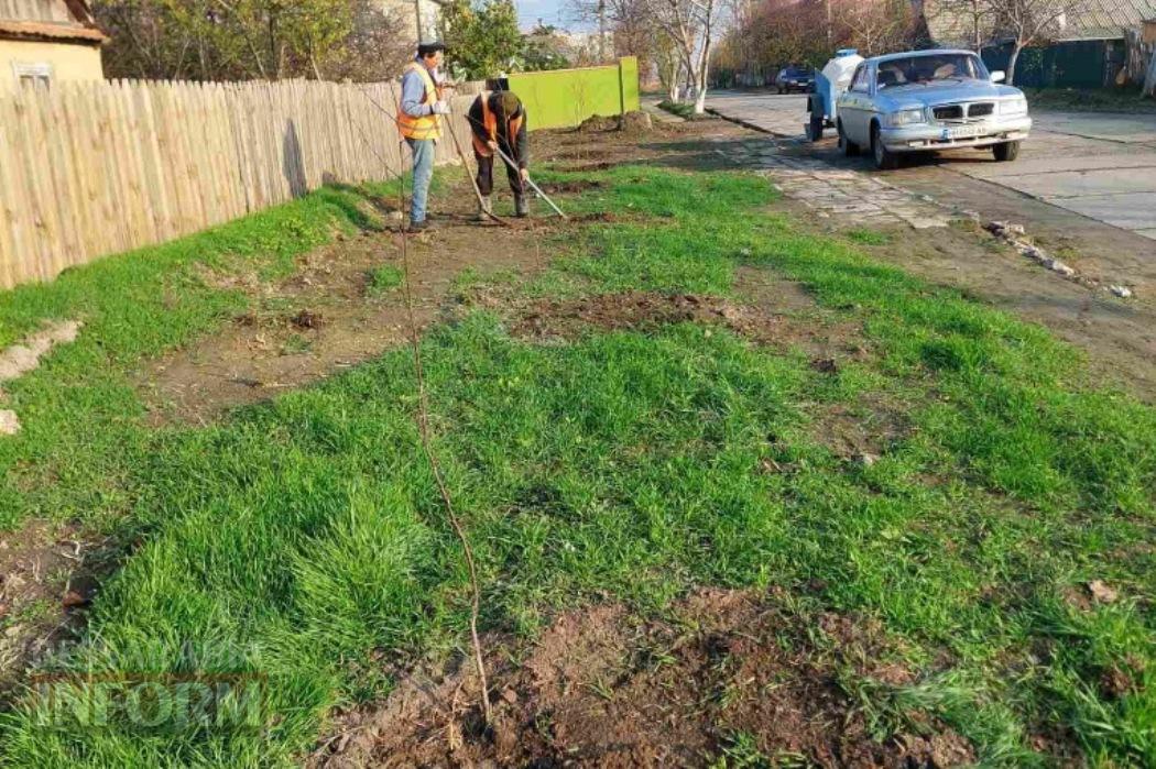 У Кілії висадили 50 беріз, які доставили з Чернівецької області