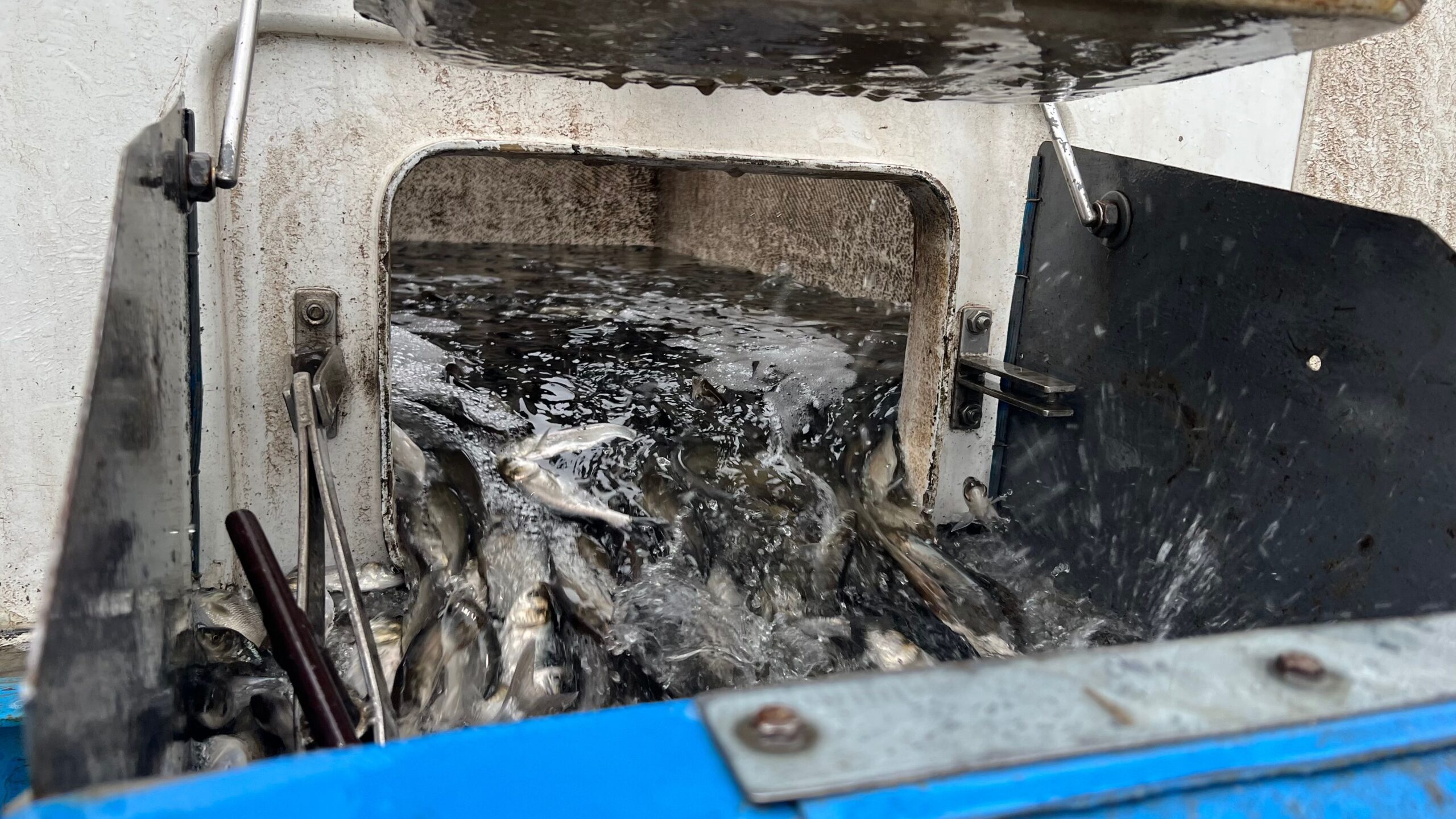 За кошти з аукціонів уперше поповнили рибні запаси Дністровського лиману