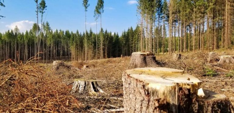Екоудар на Одещині: інспектори викрили масштабну незаконну вирубку дерев — ФОТО