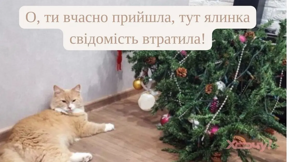 Одеський гумор: коти на ялинці, нерви на межі, а настрій — у мемах