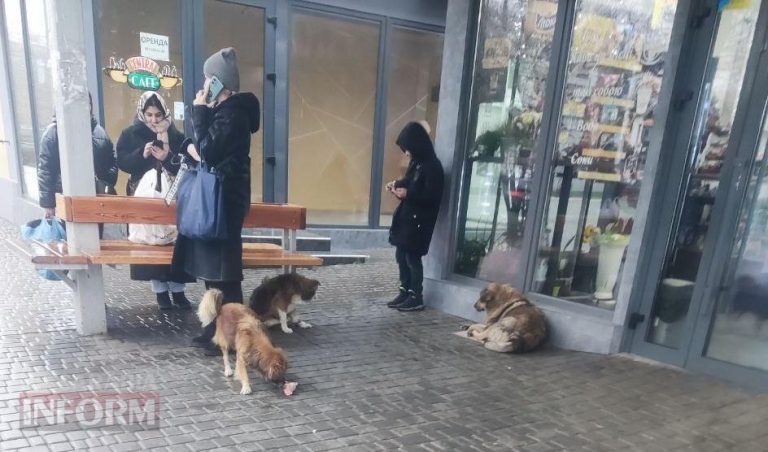 Ізмаїльський зооволонтер про альтернативний підхід до вирішення проблеми безпритульних тварин