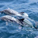 Морська трагедія під Одесою: у хвилях війни гинуть дельфіни