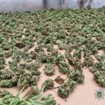 Теплиця-наркоплантація на Одещині: знайдено 14 кг канабісу — ФОТО