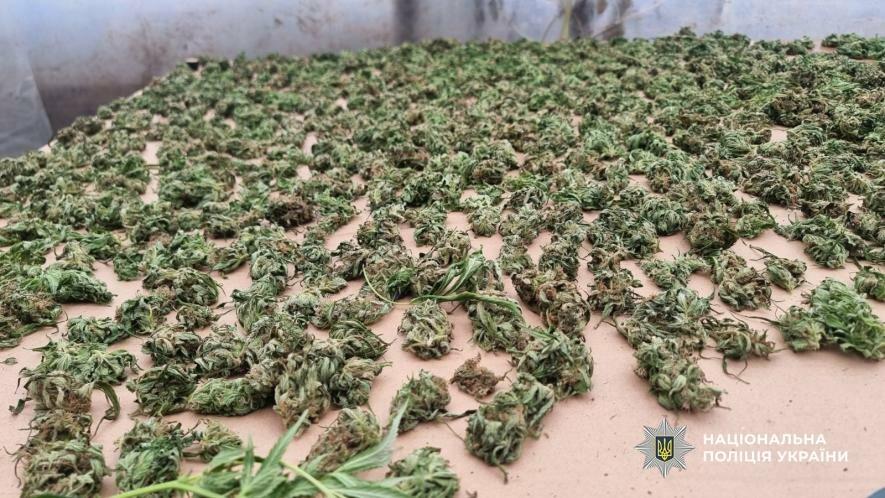 Теплиця-наркоплантація на Одещині: знайдено 14 кг канабісу — ФОТО