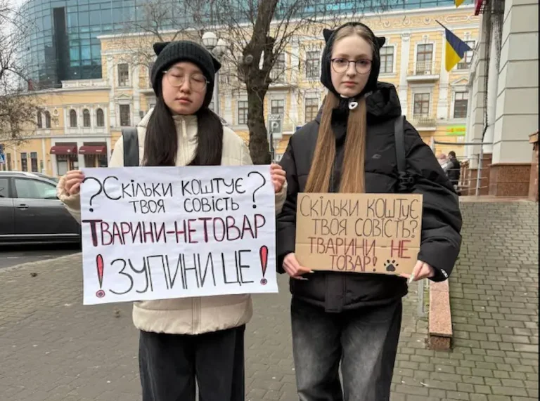 Після загибелі двох кошенят в Одесі перевіряють котяче кафе, яке здає тварин в оренду