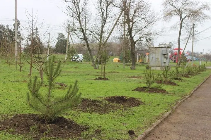 На Одещині перед святами вандали викорчовують кримські сосни, посаджені для людей
