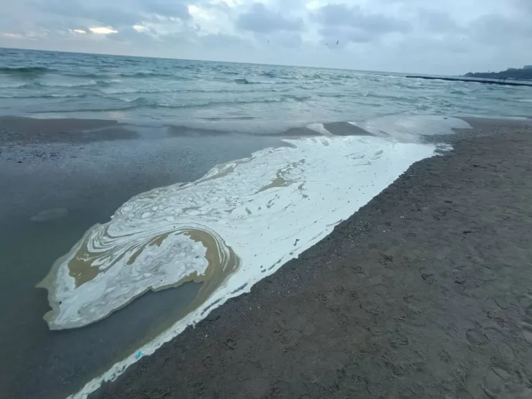 Узбережжя Одеси вкриває олійна плівка: море забруднене, птахи гинуть — що відбувається
