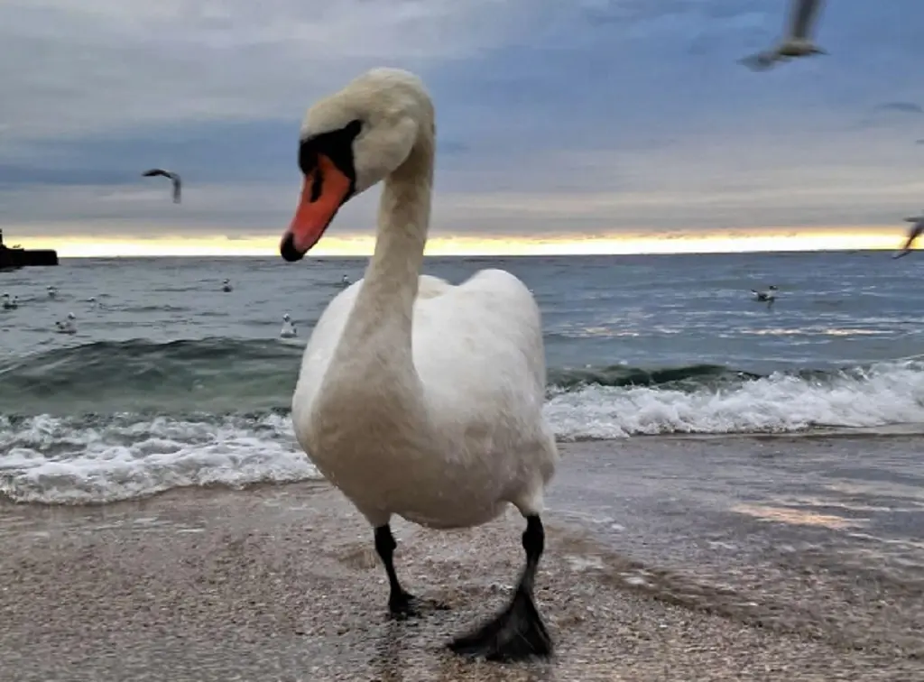 Під Одесою орнітолог рятує лебедів від крижаних пасток та обмороження лап