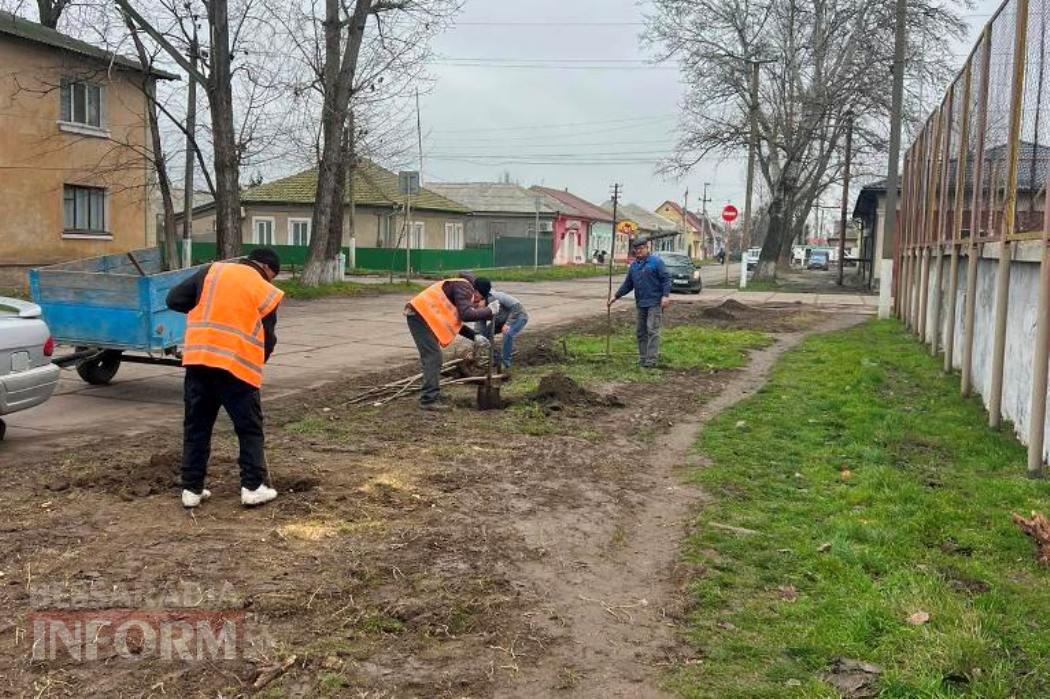 У Кілії завершили масову посадку молодих саджанців