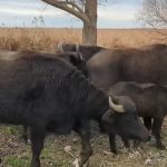 На острові біля Вилкового відпустили у дику природу стадо водяних буйволів