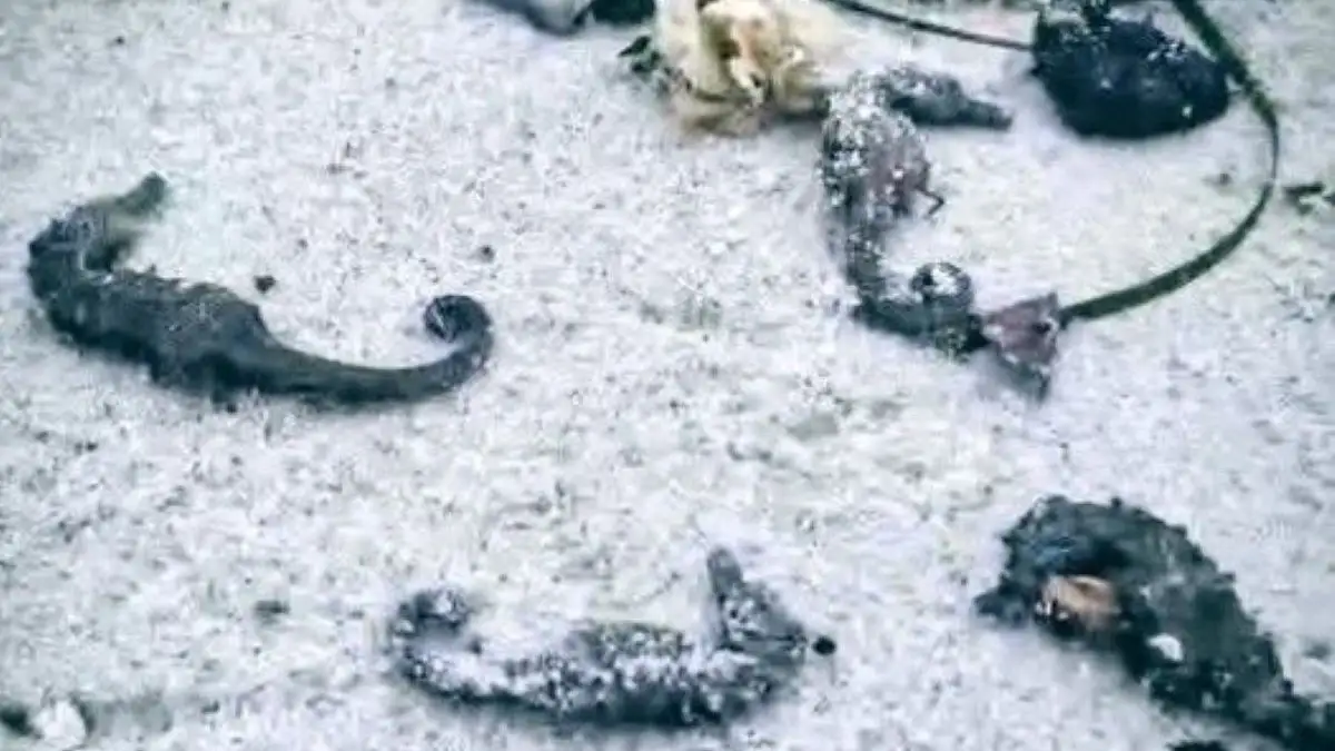 Еколог пояснює причини масової загибелі чорноморських коників на узбережжі Одеси