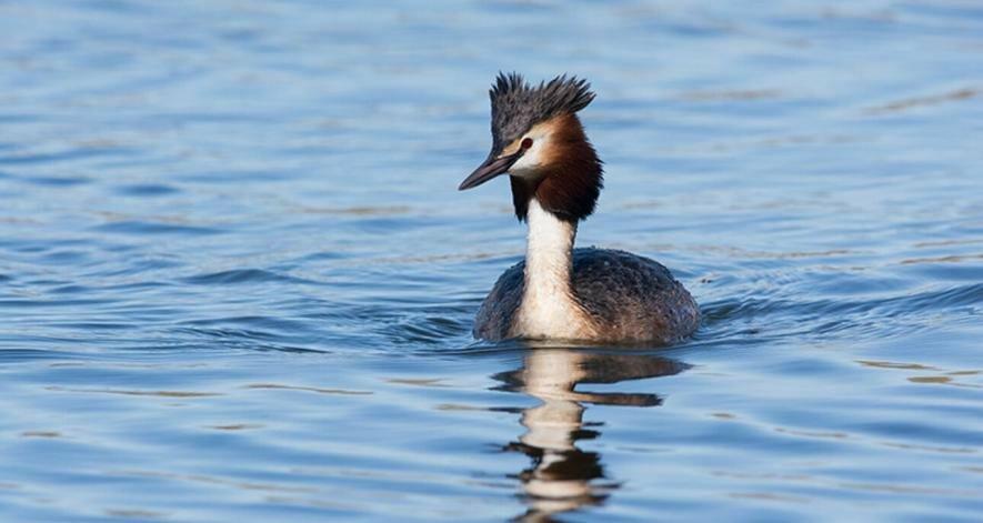 В Одесі поліцейські разом із місцевою жінкою врятували знесиленого птаха — ВІДЕО