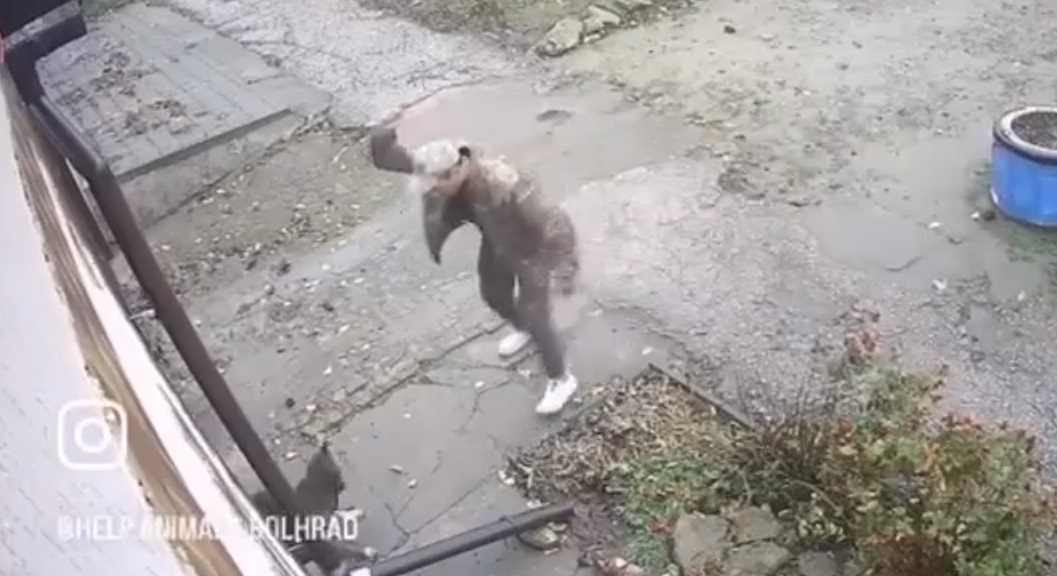 У Болграді спалахнула хвиля безжальної жорстокості щодо тварин