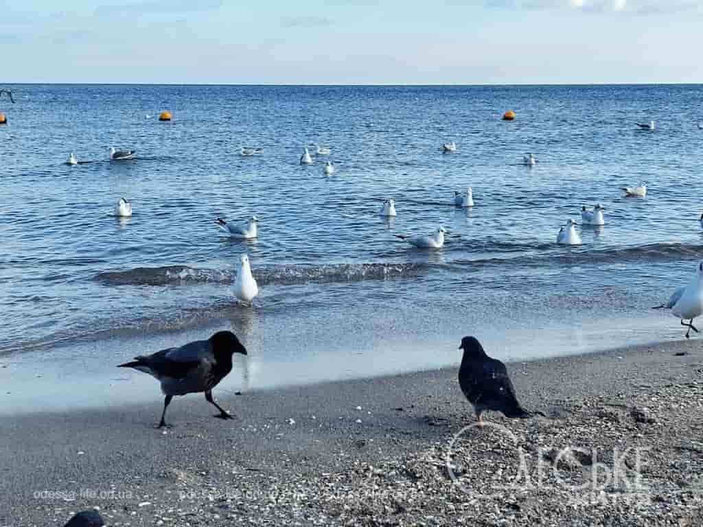 17 січня в Одесі: без снігу, але з ожеледицею
