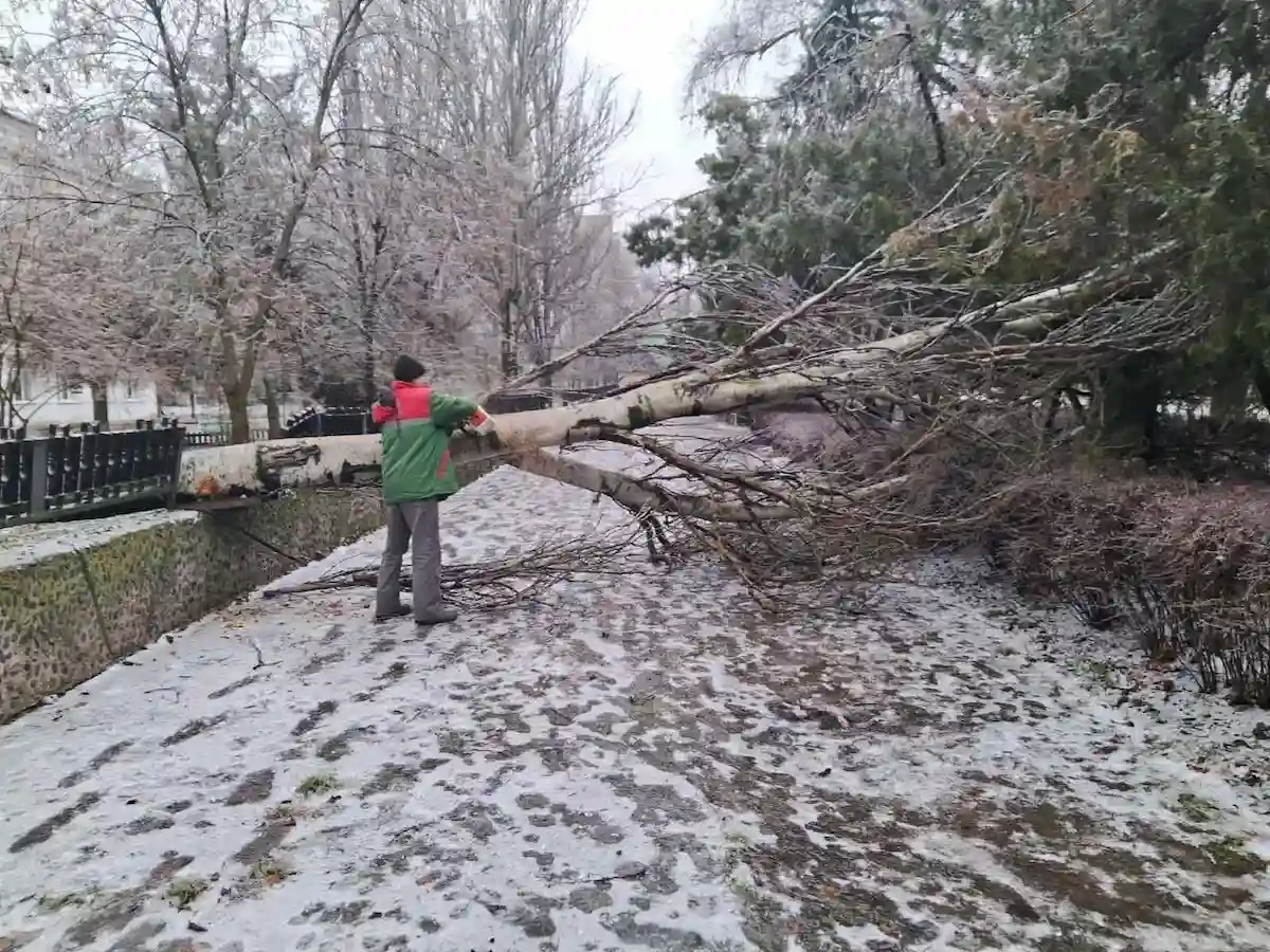 Льодовий удар в Одесі: десятки дерев не витримали негоди (фото)