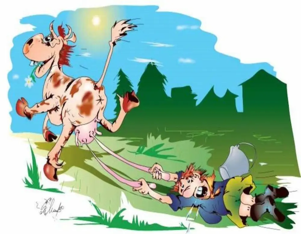 Не продавайте цю корову — одеський гумор у дії