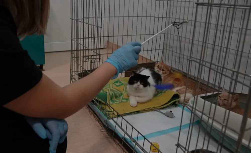 Невдала оренда кота в одеському котокафе призвела до госпіталізації