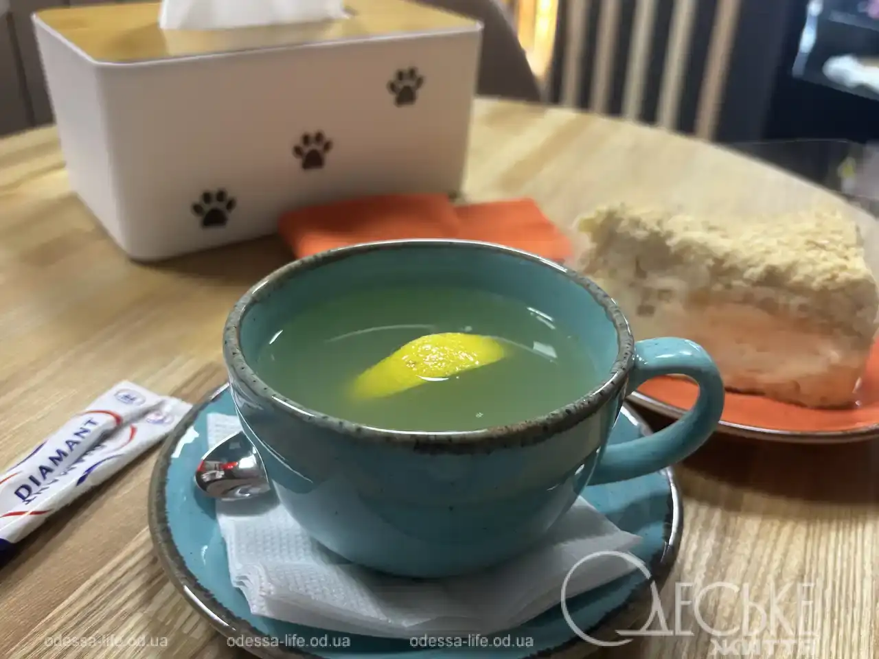 У центрі Одеси працює відповідальне котокафе — не притулок і не розвага