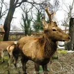 Зоозахисник вимагає закриття одеського зоопарку через невідповідність стандартам ЄС