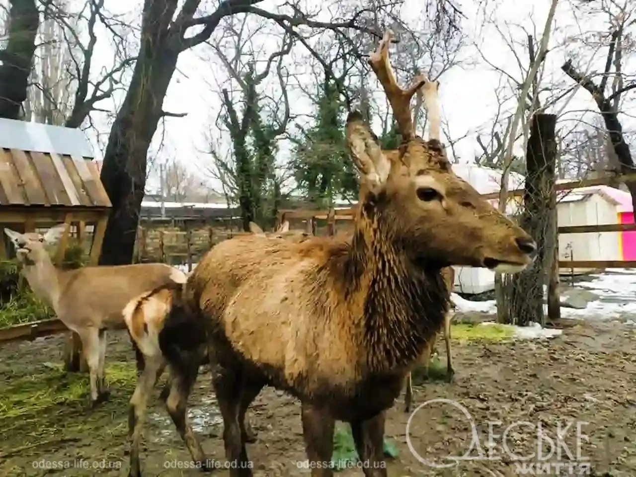 Одеський зоопарк під загрозою закриття — зношені вольєри, низькі зарплати та занедбана інфраструктура