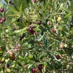 Одещина претендує на звання української Греції — запуск оливкових плантацій