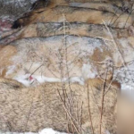 Під Одесою браконьєри влаштували нічний розстріл 14 диких тварин — фото