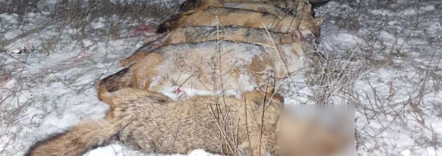 Під Одесою браконьєри влаштували нічний розстріл 14 диких тварин — фото