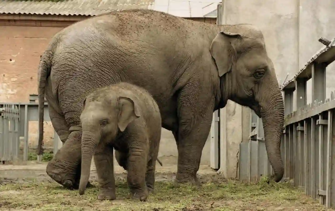Чому слониця Венді мерзне в Одесі і який стосунок до цього має котел за 5 мільйонів гривень