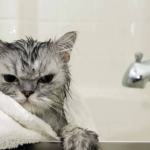 У яких районах Одеси 29 січня тимчасово припинять водопостачання — адреси