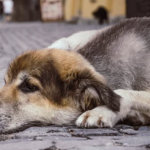 На Одещині затримали підозрюваного у жорстокому поводженні з твариною, який бив і кидав у неї каміння