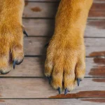 На Одещині молодик скинув собаку зі схилу — що відомо про інцидент