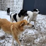 У Болградській громаді пояснили, куди звертатися через морози та наплив безпритульних собак