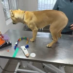 Огляд собак із резонансного відео в Одесі виявив травми внутрішніх органів і ознаки «аномальної покірності»