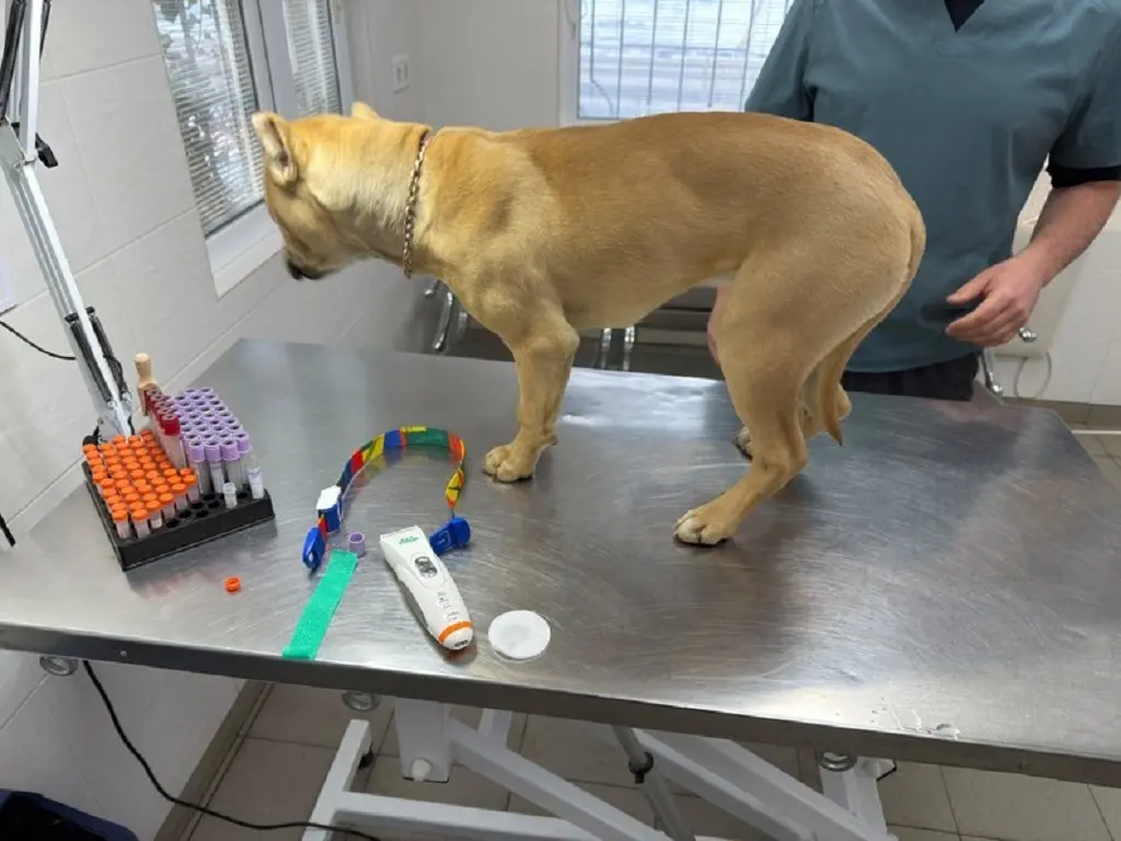 Огляд собак із резонансного відео в Одесі виявив травми внутрішніх органів і ознаки «аномальної покірності»