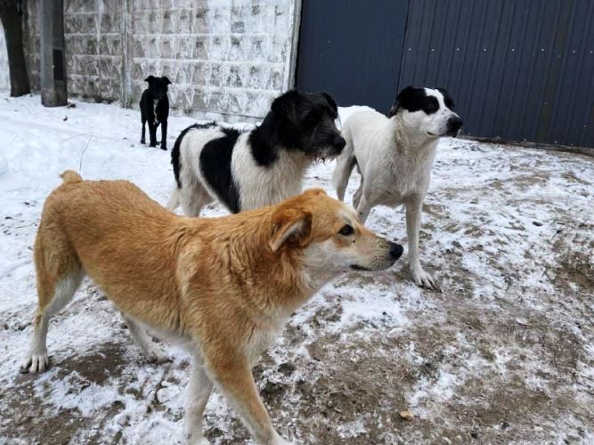 У Болградській громаді пояснили, куди звертатися через морози та наплив безпритульних собак