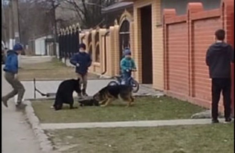 В одному із сіл Ізмаїльського району зафіксували чергове шокуюче відео жорстокого поводження з тваринами