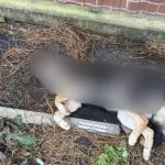 В Ізмаїлі знову отруїли вуличну собаку — поліція не реагує