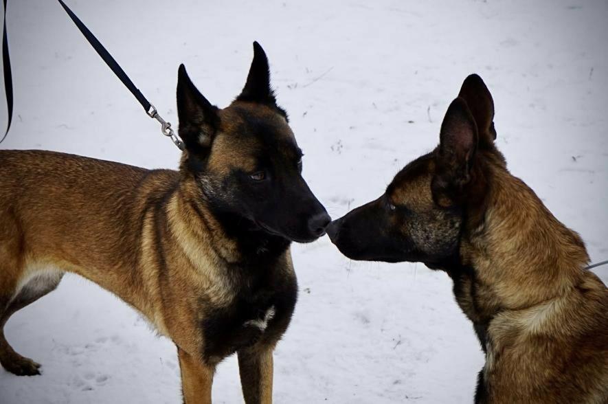 Кассандра та Гару приєдналися до прикордонників Одещини як нові чотирилапі бійці