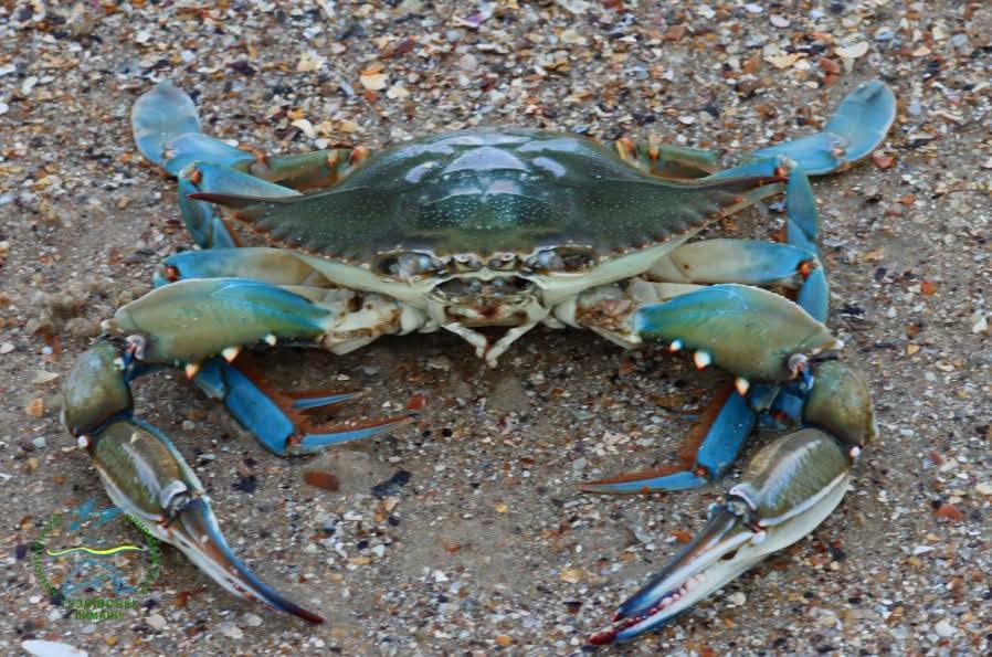 У нацпарку Одещини вперше зафіксовано блакитного краба — яку загрозу він становить для біорізноманіття Чорного моря