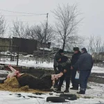 На Одещині знесиленого коня виявили замерзлим у калюжі, а згодом його зарізали — подробиці справи про жорстоке поводження