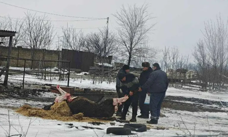 На Одещині знесиленого коня виявили замерзлим у калюжі, а згодом його зарізали — подробиці справи про жорстоке поводження