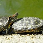 Стартував фотоконкурс «Пара року — 2026» в Одеському зоопарку — ФОТО