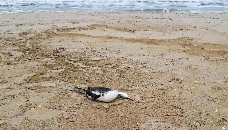 Витік рослинної олії в море на території нацпарку в Одещині спричинив загибель близько п’яти тисяч птахів