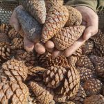 У південній Одещині вперше зібрали насіння рідкісної сосни — крок до лісів майбутнього