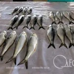 Вилківські рибалки Одещини ризикують залишитися без дунайського оселедця — що зриває сезон