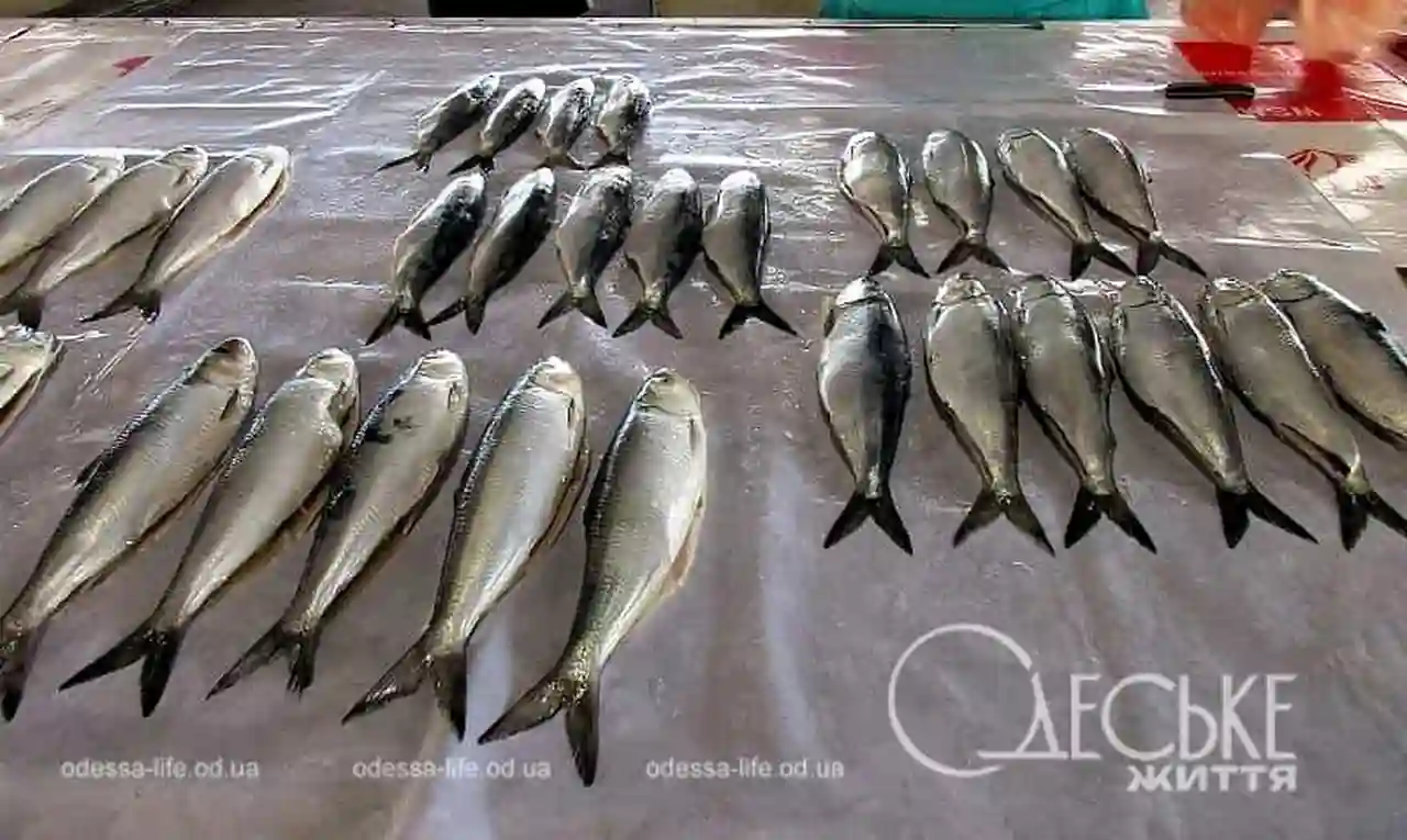 Вилківські рибалки Одещини ризикують залишитися без дунайського оселедця — що зриває сезон