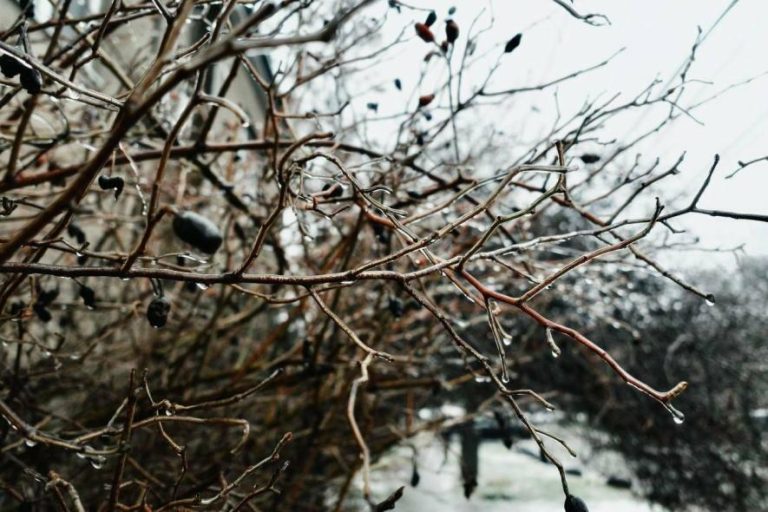 Метеорологи попереджають: завтра в Одесі очікується сильний снігопад і ожеледиця